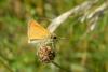 Thymelicus sp.